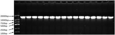 Population characteristics of pathogenic Escherichia coli in puerperal metritis of dairy cows in Ningxia region of China: a systemic taxa distribution of virulence factors and drug resistance genes